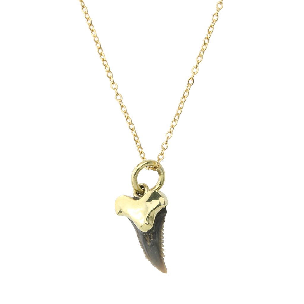 Hemipristis Fossil Shark Tooth Necklace